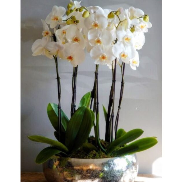 White Phalaenopsis Orchid Arrangement 1 White Phalaenopsis Orchid Arrangement