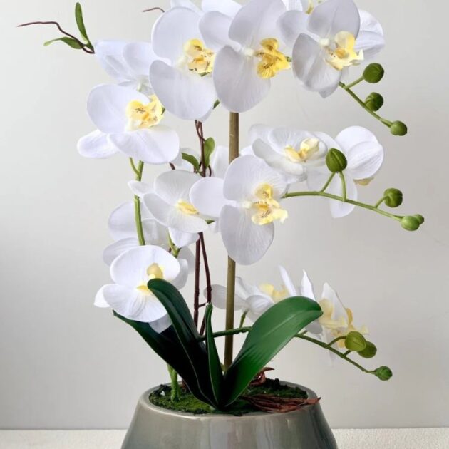 White Phalaenopsis Orchid Arrangement 2 White Phalaenopsis Orchid Arrangement - Image 2