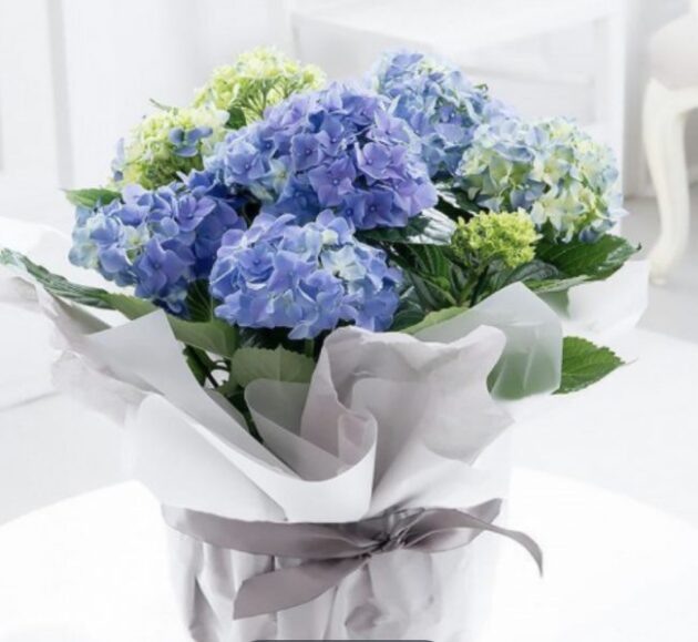 Blue hydrangea bouquet 1 Beautiful Blue Hydrangea and Green Floral Bouquet Delivery
