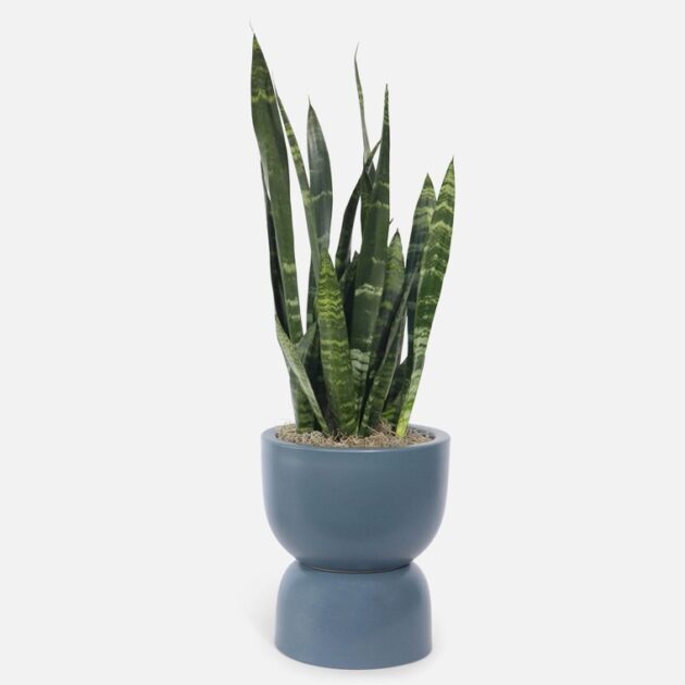 Snake Plant Black Coral Hourglass 1 Snake Plant Black Coral Hourglass