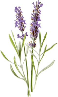 Lavender Flower