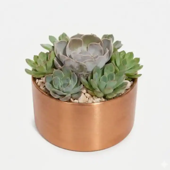 Succulent Dish 1 Velvet Rose Echeveria succulent plants with soft green leaves nestled in a modern noir ceramic pot.
