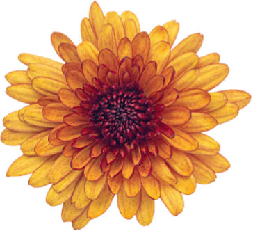 Online Flower Company