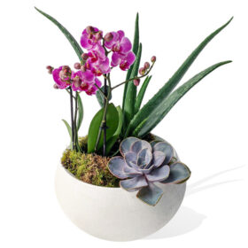 Pink Orchid, Succulent, alovera Arrangement