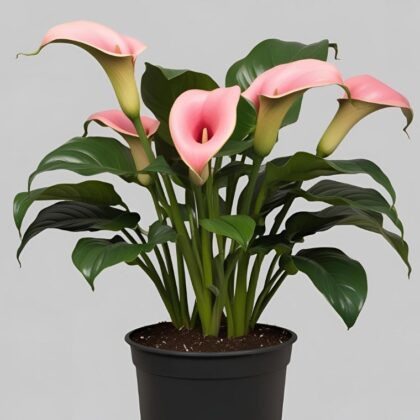 Pink Calla Lily Plants