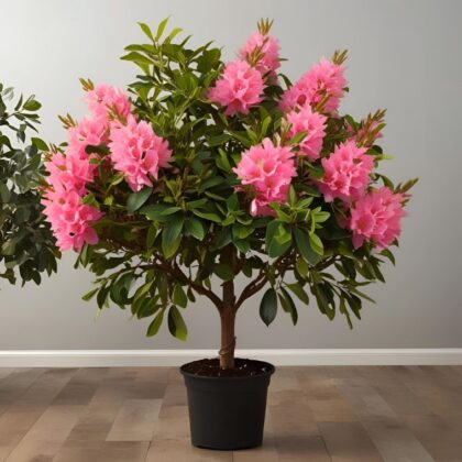 Pink azalea tree in yellow pot