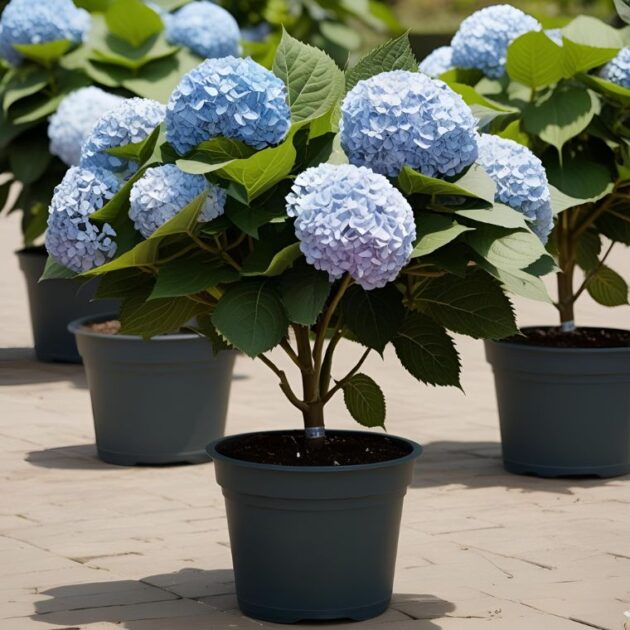 Blue hydrangea plant in pot 1 Blue hydrangea plant in pot for Mother's Day UK delivery - Elegant gift with vibrant blooms.
