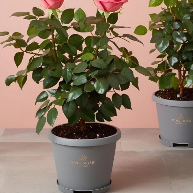 Pink Rose Plant Gift Basket 1 Pink Rose Plant Gift Basket for Mother's Day UK Delivery - Beautiful Pink Roses in a Basket