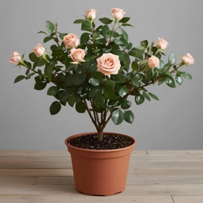 Garden Rose Spring Plants Gift