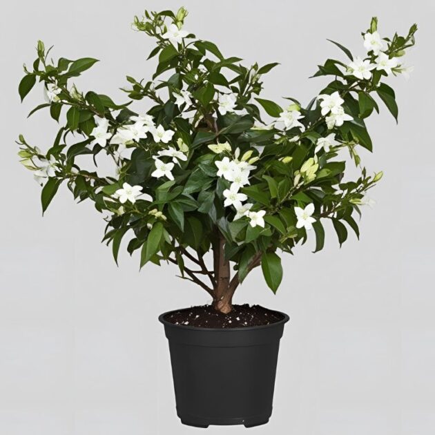 Potted Star Jasmine Plant 1 Fragrant Jasmine Plant