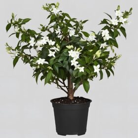 Fragrant Jasmine Plant Gift