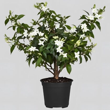 Fragrant Jasmine Plant