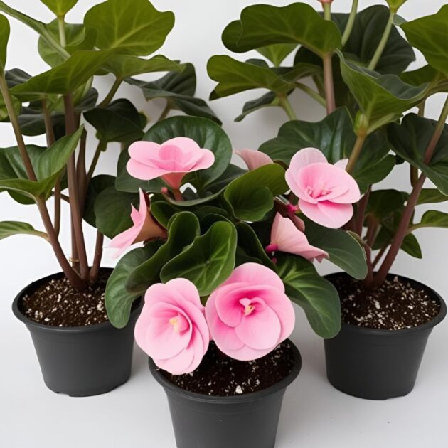 Pink Elatior Begonia Plants 1 Pink Elatior Begonia Mother's Day Plant Delivery UK - Beautiful Pink Flowers