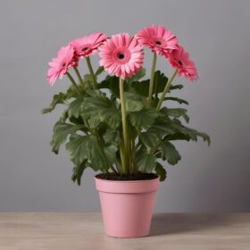 Pink Gerbera Daisy Plant