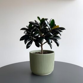 Camellia plant in green pot