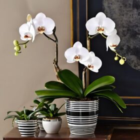 White phalaenopsis orchid plants in striped pot