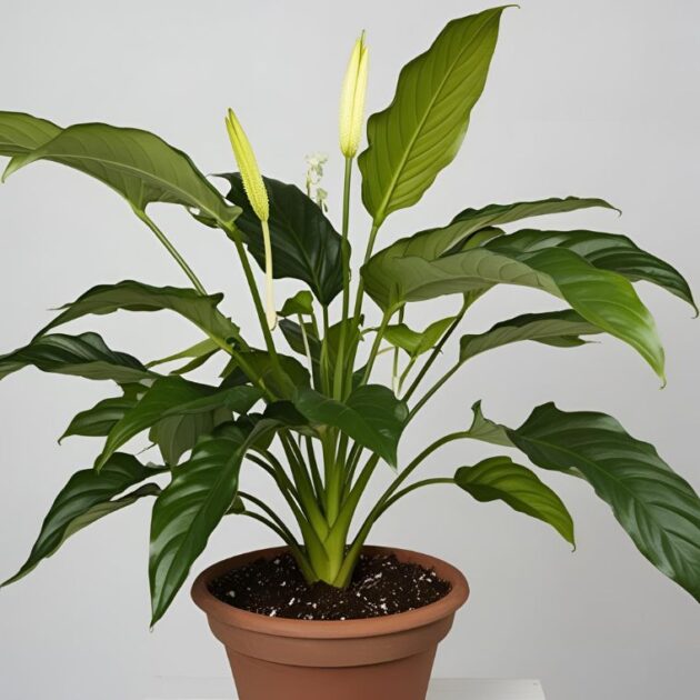 Peace lily plant in pot delivery UK for Mother's Day – Next Day Delivery