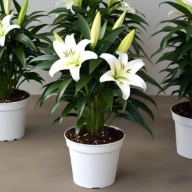 White lily plant gift delivery UK