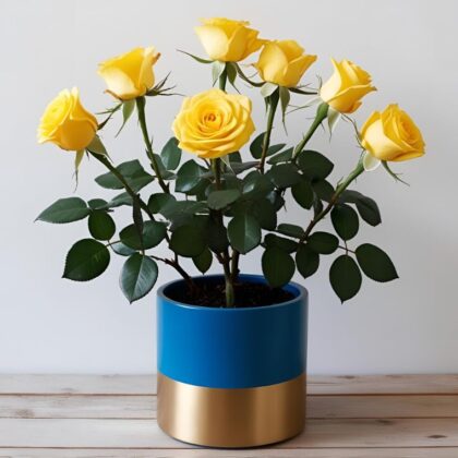 Yellow rose plant in blue pot for Mother's Day delivery across the UK, perfect gift.