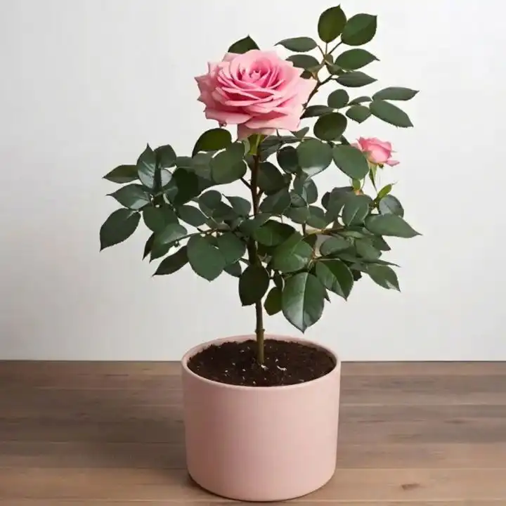 Elegant Pink Rose Plant in Pot 1 A healthy pink rose plant in pot featuring lush green leaves and vibrant blooming petals.