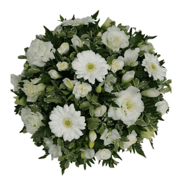 Pristine White Sympathy Posy (Funeral Tribute) 1 A round bouquet of white flowers including gerbera daisies, carnations, and buds with green leaves.