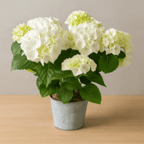 Hydrangea plant