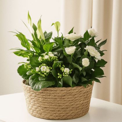 White planted basket