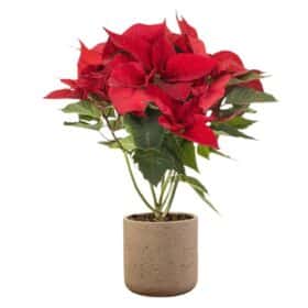 Christmas Red Poinsettia Plant