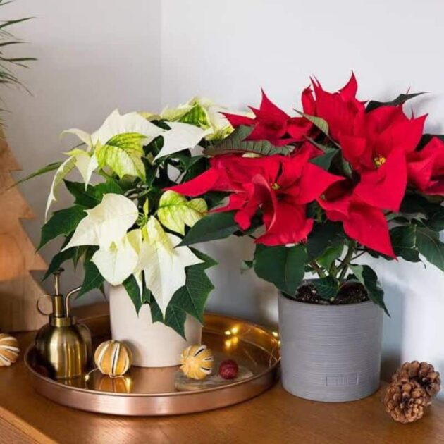 Duo Poinsettia Plant Christmas Flower 1 A pair of potted Poinsettia Plant Christmas Flower—one vibrant red and one creamy white—sitting on a wooden table for Christmas decor.