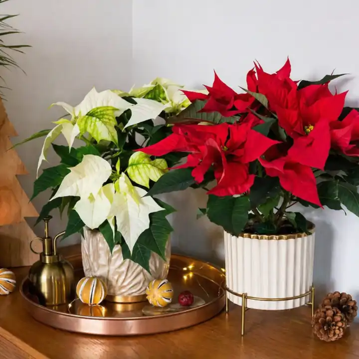 Duo Poinsettia Plant Christmas Flower 1 Poinsettia Plant Christmas Flower