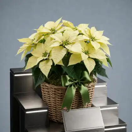 White Poinsettia Christmas Tree