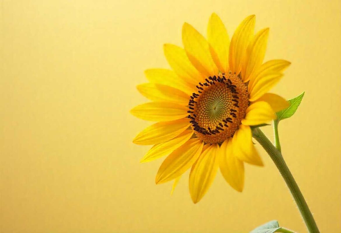 Sunflower Meaning - Love and Loyalty 1 A single vibrant yellow sunflower with a dark center against a bright yellow background, symbolizing the profound Sunflower Meaning of loyalty and adoration.