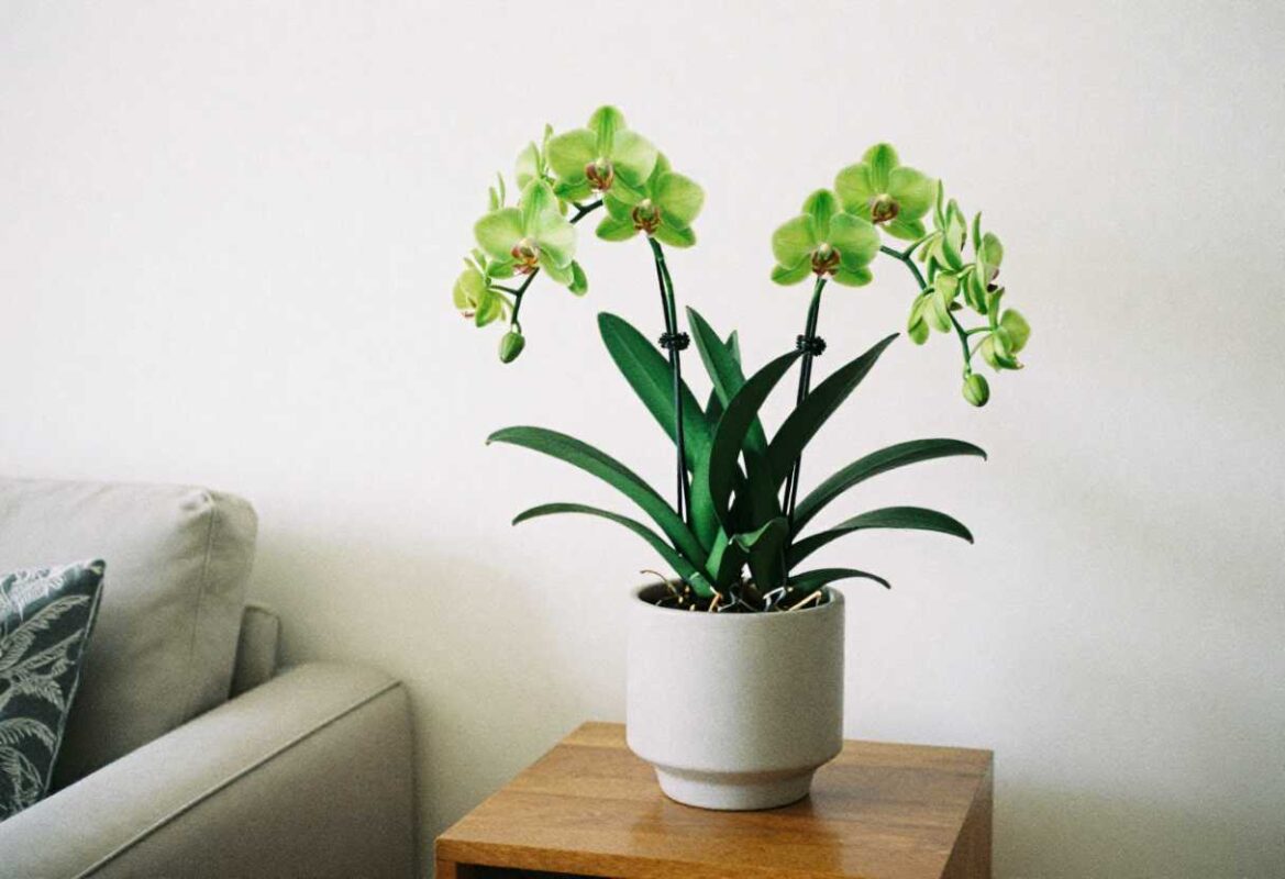 Potted green cymbidium orchid on home table as lasting 55th wedding anniversary gift