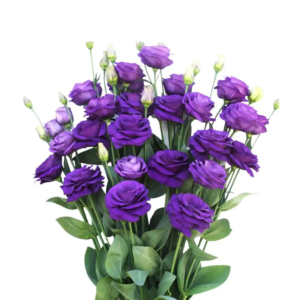 What is a Eustoma Flower