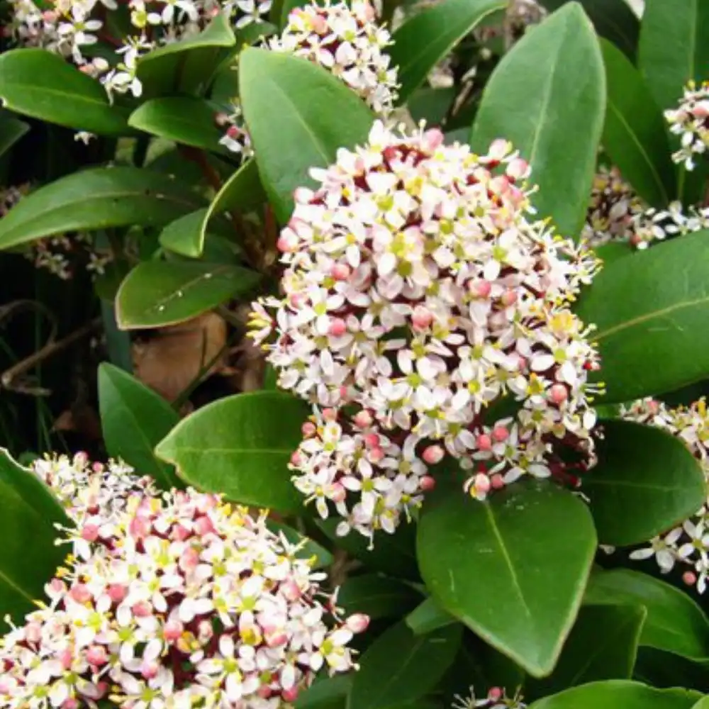 What is a Skimmia Flower