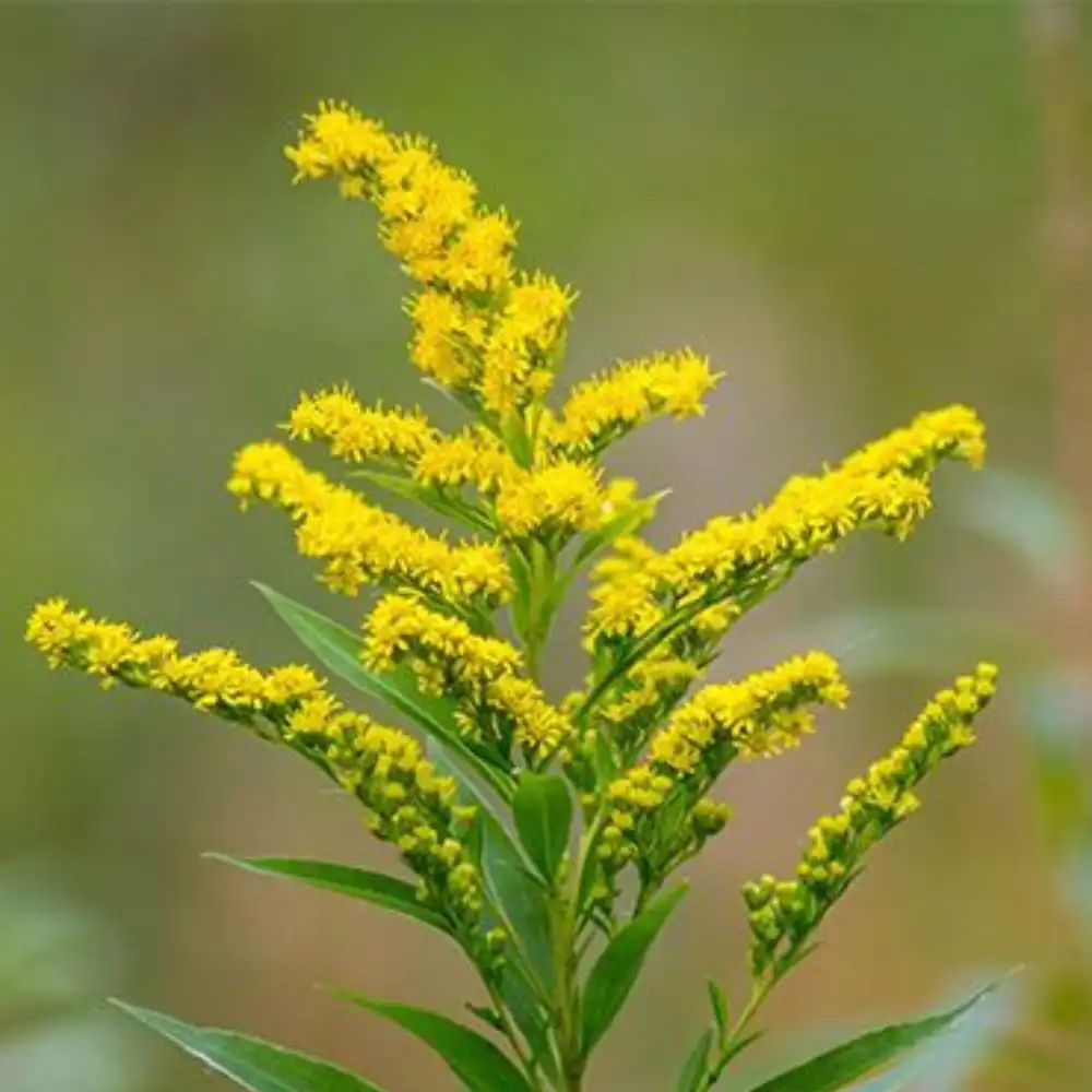 Blog 8 What is a Solidago Flower