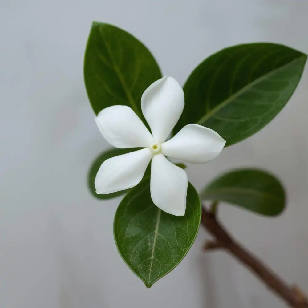 What is a Stephanotis Flower