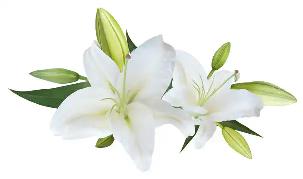 white lily flower