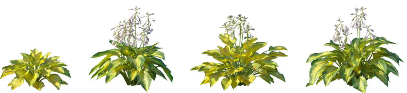 types of lily
