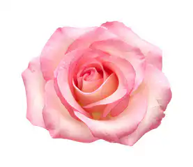 Pink Rose Bouquet