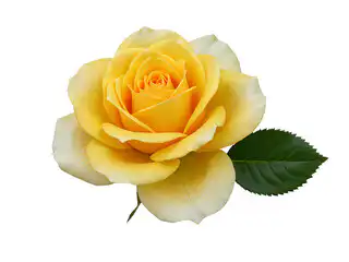 Yellow Rose Bouquet