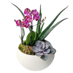 Mothers Day Plants
